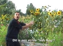 Zonnebloemen
                    Sunflowers - Ein Künstler sprach mit ein
                    Amerikaner und sagte daß De Koog (Koog aan de
                    Zaan, Niederlande) seinem Wohnort ist, wird
                    angesprochen mit "Ven Kog", wie
                    "Vincent van Gogh". Als Reaktion darauf
                    startet er Arbeit mit Sonnenblumen. - An artist
                    talked to an American and sayd that De Koog (Koog
                    aan de Zaan, Netherlands) is his place of residence,
                    will be accosted as "Ven Kog", like
                    "Vincent van Gogh". He reacts to that by
                    starting working with sunflowers.
